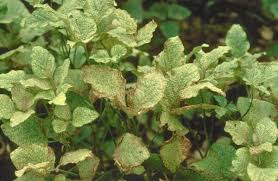 Image result for spotted spider mite