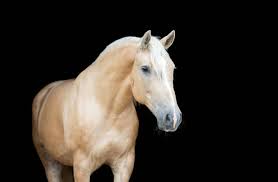 Their manes and tails are dark, either black or very dark brown. Palomino Horses Facts Characteristics Origins And Colors