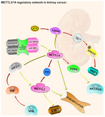 Role of methyltransferase-like enzyme 3 and methyltransferase-like enzyme  14 in urological cancers [PeerJ]
