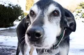 Can dogs have white chocolate. Is It Okay To Feed Dogs White Chocolate If They Really Like It Instead Of Milk Chocolate Which Is Bad For Them Quora