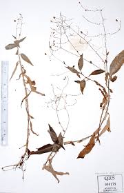 Image result for Aneilema