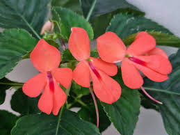 Image result for Indigofera brachynema