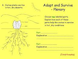 The cactus has the ability to store water in its fleshy stem so it can survive long periods of drought. Adaptations 23 November 2020 Starter For Each Of