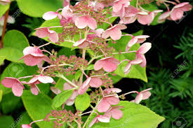 White hydrangea flowers turning pink. Hydrangea Paniculata Interhydia Pink Diamond Graceful Shrub With Dark Green Leaves Dense Erect Conical Clusters Of Mostly Sterile Flowers Of Initially White Flowers Turning To Pink Stock Photo Picture And Royalty Free