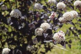 Ajuga reptans 'black scallop' sku: Zone 3 Flowering Trees Learn About Flowering Trees That Grow In Zone 3