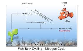 Nitrogen Cycle Nemo Nitrogen Cycle Fun Science Cycle