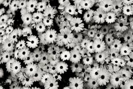 B W Flowers Hijab Tutorial Tumblr Desktop