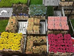 Send flowers to the netherlands. Free Images Nature Plant City Food Produce Market Public Space Roses Holland Netherlands Trade Sell Bunch Of Flowers Coloured Export Import Human Settlement Flower Auction Aalsmeer 4032x3024 818451 Free Stock Photos Pxhere