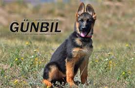 … is a black and tan male german shepherd puppy that comes from parents with exceptional. German Shepherd Breeders German Shepherd Puppies For Sale Gunbil German Shepherds