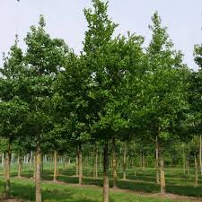 Image result for Celtis sinensis