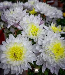 Image result for Chrysophyllum gorungosanum