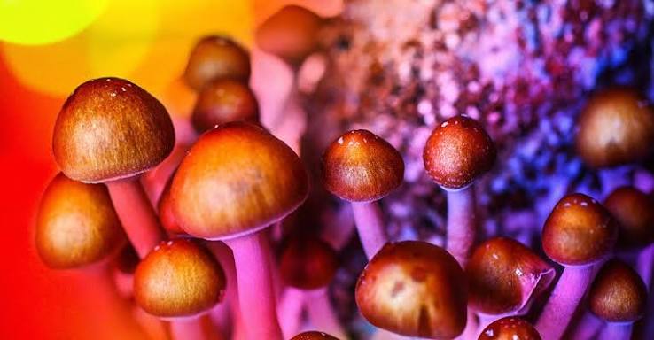 Mushrooms