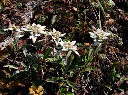 Touching Hearts Edelweiss Edelweiss Beautiful Morning Love Poems For Him