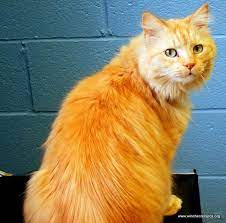 Most orange tabbies are mixed breed, rather than but while the typical orange 'street' cat is often short coated, our orange friends can be either long or short haired. Pin On Shelter Sweethearts
