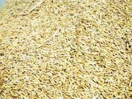 Image result for Oryza barthii