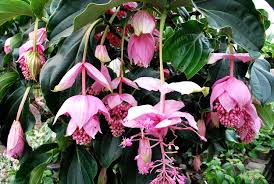 Si chiamano piante ricadenti ma sono conosciute con i nomi più disparati: Medinilla Magnifica Medinilla Magnifica Piante Da Interno Medinilla Magnifica Appartamento