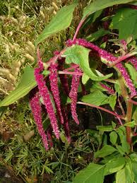 Image result for Amaranthus praetermissus