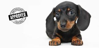 Lancaster puppies advertises puppies for sale in pa, as well as ohio, indiana, new york and other states. Dachshund Central Certified Breeder Akc Ckc Best Miniature Dachshund Puppies For Sale Dallas Texas