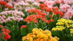 Purple wildflowers blue flowers wild flowers spring flowers flower farm flower beds texas plants bloom where youre planted texas gardening. What To Plant In September In Houston Plants For All Seasons Since 1973