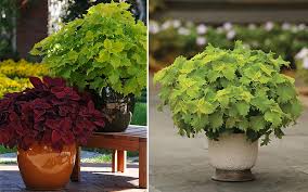 Some varieties grow like small bushes, making them inappropriate for indoor locations, while many other varieties thrive indoors in pots under the right conditions, which includes ample light and humidity. How To Grow Coleus For Fine Foliage The Home Depot