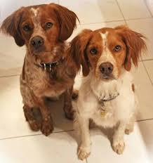Epagneul Breton Brittany Dog Brittany Spaniel Dogs Bird Dogs