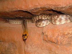 Reptiles Incredible Creatures Australian Animals Reptiles