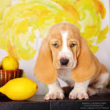 Want to know more about basset hound dog? Cincinnati Oh Basset Hound Meet Lemon A Pet For Adoption
