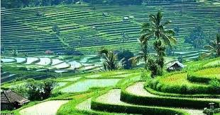  Pemandangan Sawah Terindah Pemandangan Sawah Terindah Sawahhttp Pemandanganoce Blogspot Com 2017 08 Pemandangan Sawah Pemandangan Alam Yang Indah Taman Indah