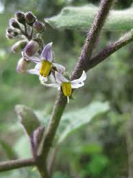 Image result for Solanum anguivi