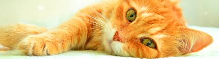 Avmf's veterinary care charitable fund provides funds to partner veterinary clinics, so that those clinics can provide free and low cost veterinary care. Fear Free Veterinary Care At Springs Family Veterinary Hospital In Saratoga Springs Ny