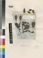 Image result for Embelia ruminata