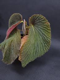 Image result for Nesaea sarcophylla