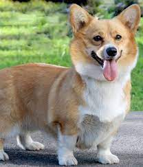 Pembroke Welsh Corgi Breed Info Pictures Characteristics Hypoallergenic No Corgi Breeds Dog Breeds Pembroke Welsh Corgi