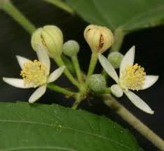 Image result for Grewia