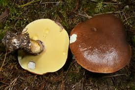 Image result for Suillus subaureus