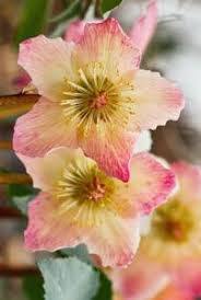 Best Companion Plants For Camellias Companion Planting Companion Gardening Plants
