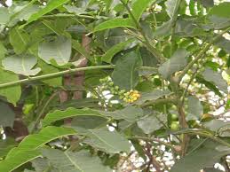 Image result for Aphanamixis