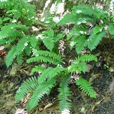 Image result for Polystichum