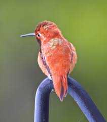 Rufous Hummingbird Male Photographed By Kent Macfarlane Okanagan Valley Bc Canada Okanagan Valley Okanagan Photographer