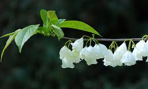Image result for Halesia