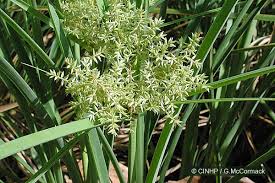Image result for Cyperus sp. (ex Mariscus sp.no.1)