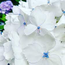 The color can last for weeks and then you find your hydrangea flowers turning green again. White Hydrangea With Blue Center Theorganized1 Instagram Photos And Videos White Hydrangea French Garden Hydrangea