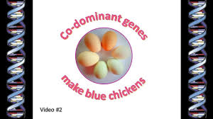 Chicken Genetics Codominant Blue Genes