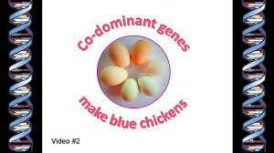 chicken genetics codominant blue genes