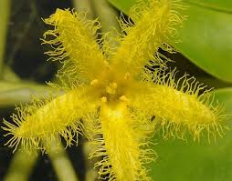 Image result for Nymphoides thunbergiana