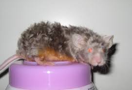 Adorable baby mice, fancy long and curly haired babies, rex, brindles, manx and tiger varieties also one litter of colour point siamese long straight and curly. Astrex Mice Information And Facts Pet Mice Blog Co Uk