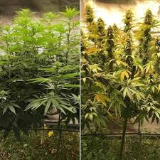 We did not find results for: Mars Hydro Led Grow Light Full Spectrum Ts 600w 1000w 2000w 3000w Indoor Tent Ir Ebay In 2021 Led Grow Lights Grow Lights Led Grow