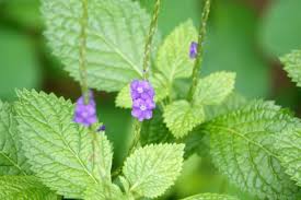 Image result for Stachytarpheta cayennensis