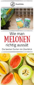 Melonen Pflanzen Zuckermelone Honigmelone Co Melonen Pflanzen Zuckermelone Melonen