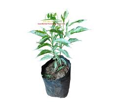Up date bunga september 2015; Jual Tanaman Hias Sabrina Harga Murah Di Purworejo Toko Purotani 081328886832